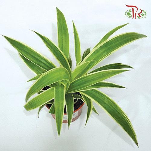 Chlorophytum Comosum Ocean《吊兰》-Pudu Ria Florist-prflorist.com.my