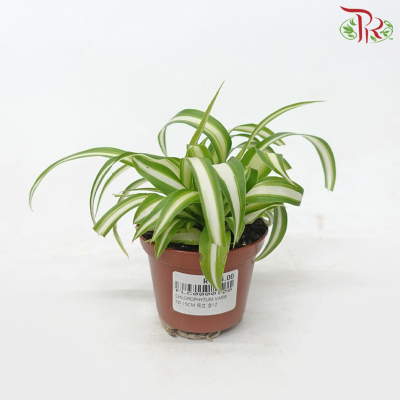Chlorophytum Varie《吊兰》