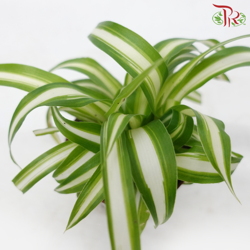 Chlorophytum Varie《吊兰》