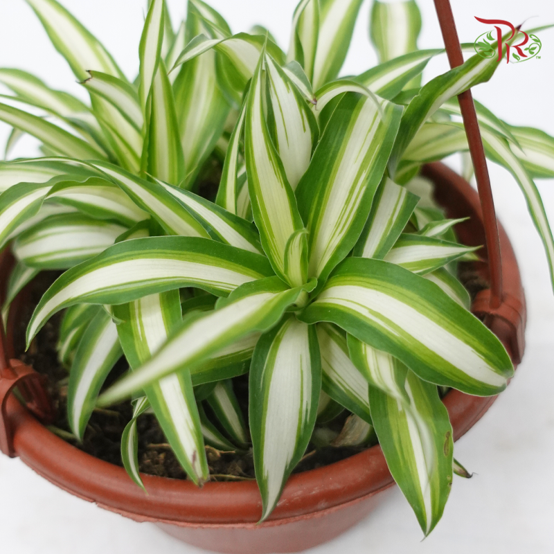 Chlorophytum Varie P130《吊兰》