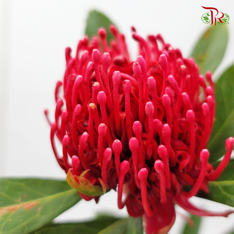 Telopea - (Per Stem) - Pudu Ria Florist