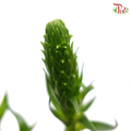 Ornithogalum Sharp (Per Bunch) - Pudu Ria Florist