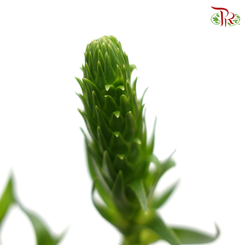 Ornithogalum Sharp (Per Bunch) - Pudu Ria Florist