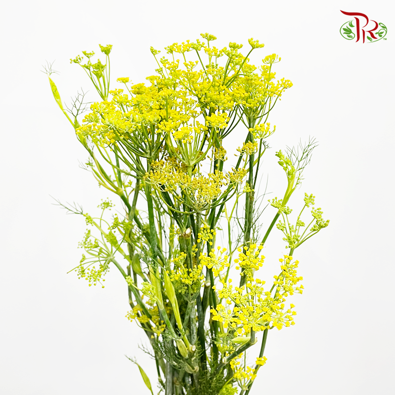 Ammi Majus - Yellow (10 Stems) - Pudu Ria Florist