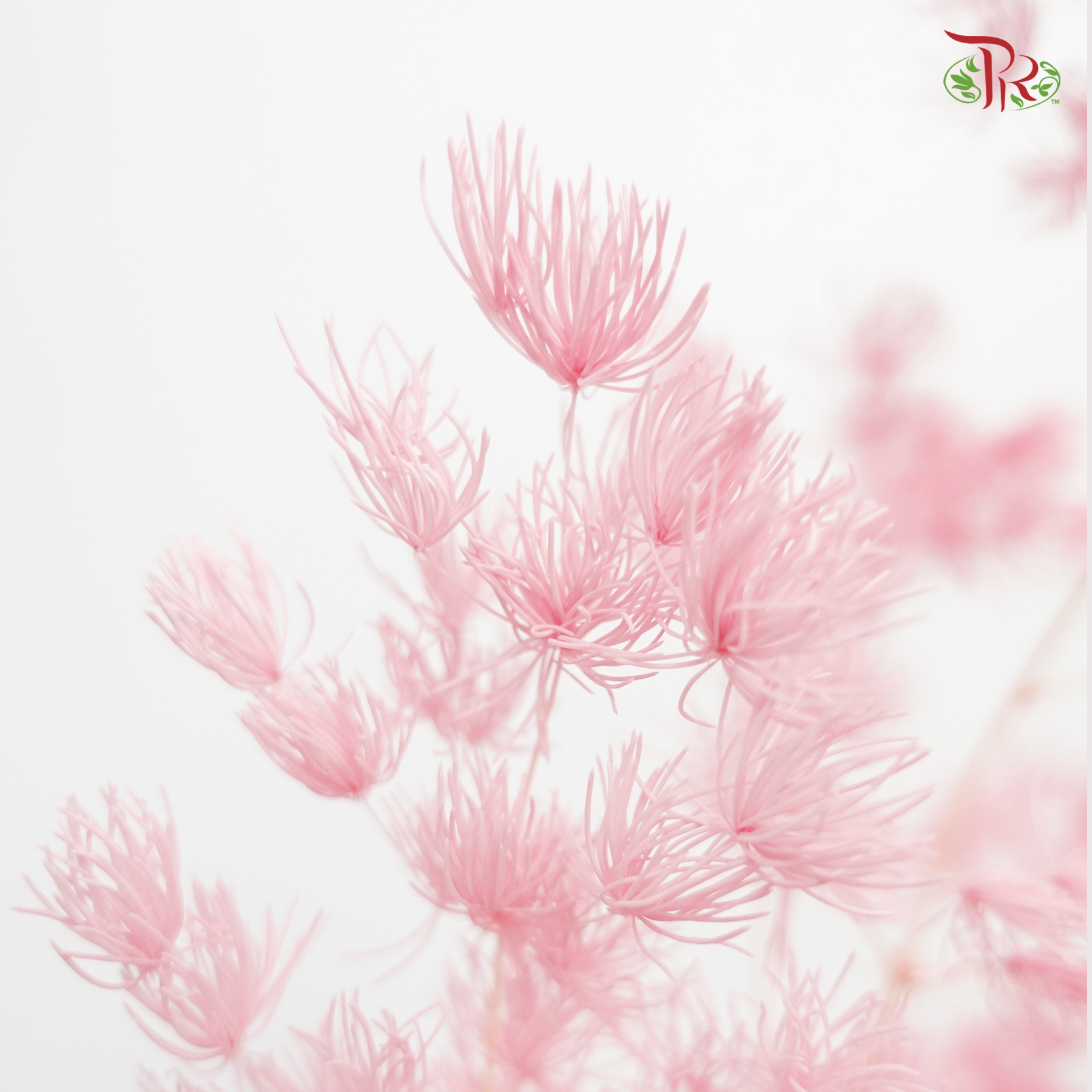 Dry Asparagus Bleached - Pink (Per Bunch) - Pudu Ria Florist