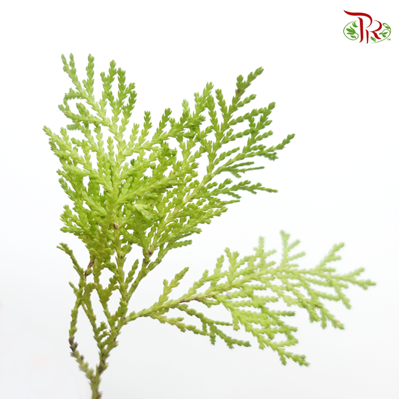 Christmas Leaf (Per Bunch)-Green-Malaysia-prflorist.com.my