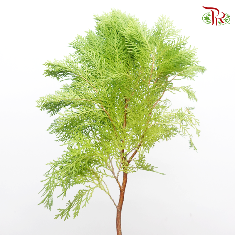 Christmas Leaf (Per Bunch)-Green-Malaysia-prflorist.com.my