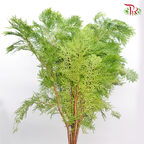 Christmas Leaf (Per Bunch)-Green-Malaysia-prflorist.com.my