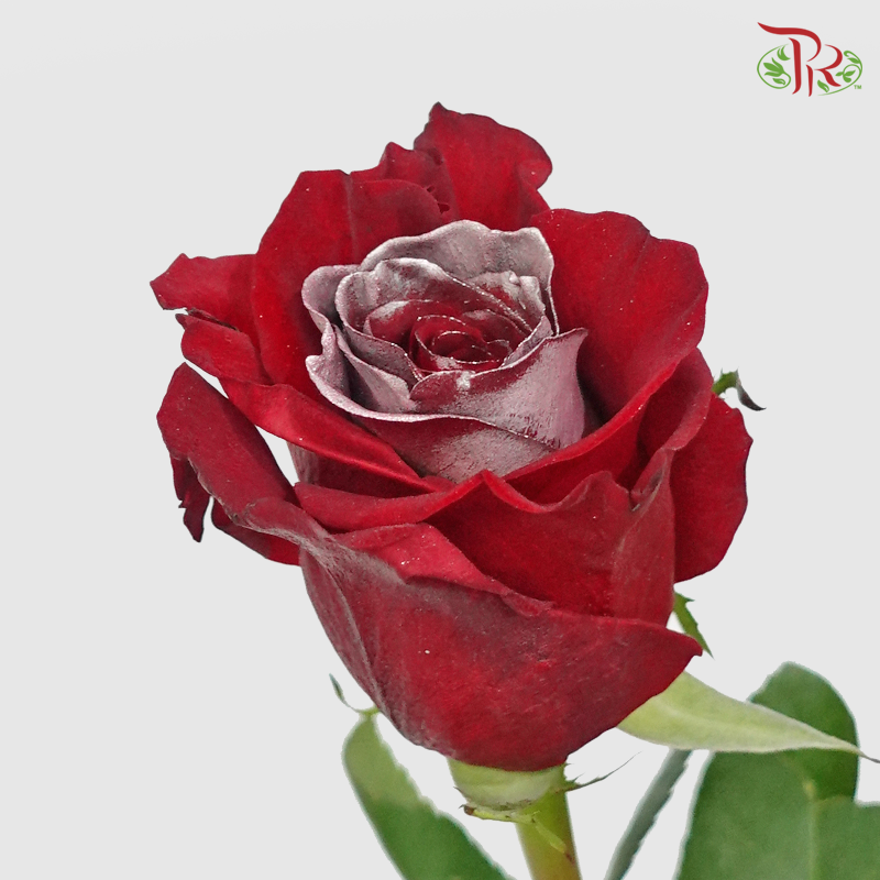 Ceres Rose - Christmas Silver (10 Stems) - Pudu Ria Florist