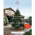 Fresh Christmas Tree