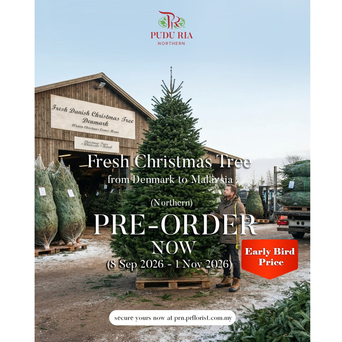 Fresh Christmas Tree
