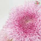 Chrysanthemum Etrusko / Teddy - Pink (6 Stems)-Pink-Malaysia-prflorist.com.my