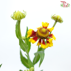 Chrysanthemum Painted - Yellow With Red (Per Bunch)-Yellow With Red-China-prflorist.com.my