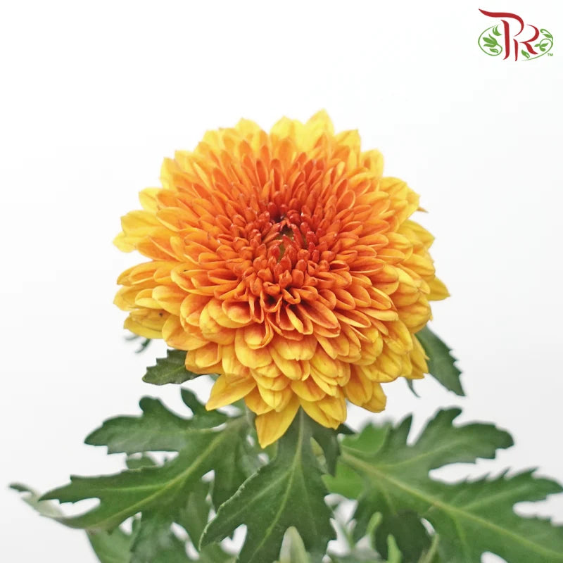 Chrysanthemum Ping Pong Disbud
