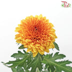 Chrysanthemum Ping Pong Disbud