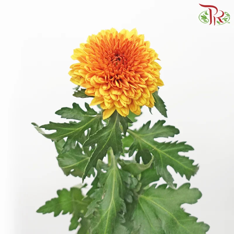 Chrysanthemum Ping Pong Disbud