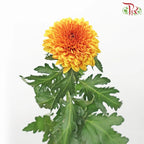 Chrysanthemum Ping Pong Disbud