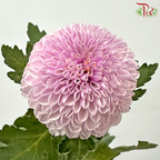 Chrysanthemum Ping Pong - Light Pink (12 Stems)-Light Pink-Malaysia-prflorist.com.my