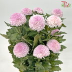 Chrysanthemum Ping Pong - Light Pink (12 Stems)-Light Pink-Malaysia-prflorist.com.my