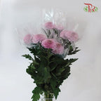Chrysanthemum Ping Pong Disbud