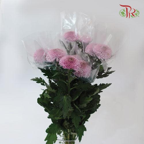 Chrysanthemum Ping Pong Disbud