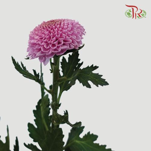 Chrysanthemum Ping Pong Disbud
