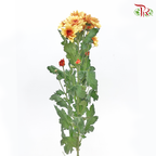 Chrysanthemum Pompom - Baltica Brown (12 Stems)-Brown-Malaysia-prflorist.com.my