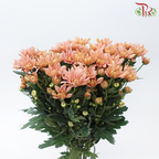 Chrysanthemum Pompom Baltica - Salmon Pink (12 Stems)-Salmon Pink-Malaysia-prflorist.com.my