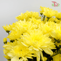Chrysanthemum Pompom - Baltica Yellow (12 Stems)-Yellow-Malaysia-prflorist.com.my