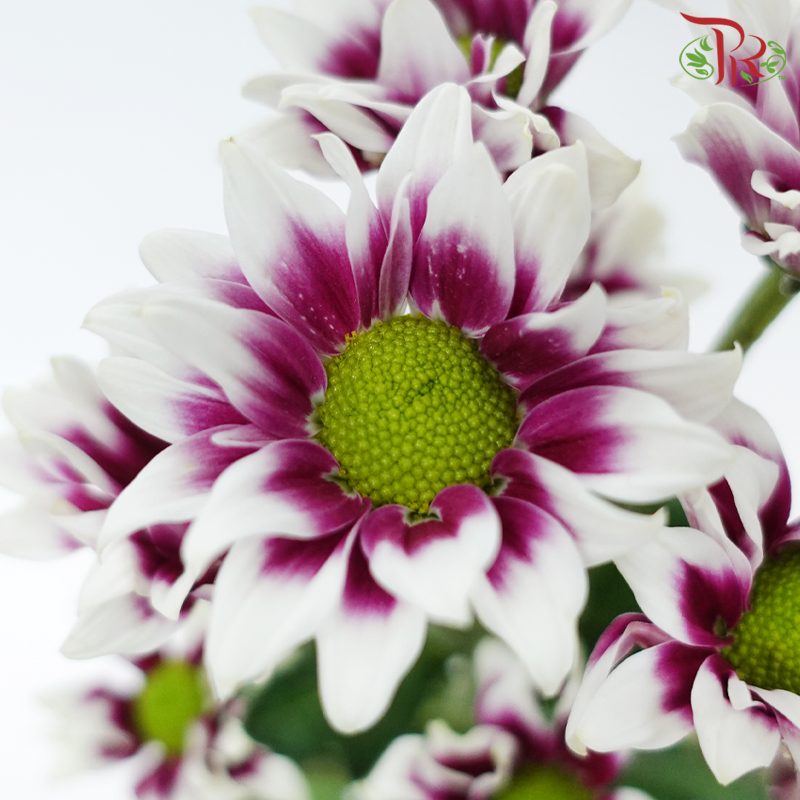 Chrysanthemum Pompom - Daisy Bicolor Purple & White (12 Stems)-Bicolor Purple & White-Malaysia-prflorist.com.my