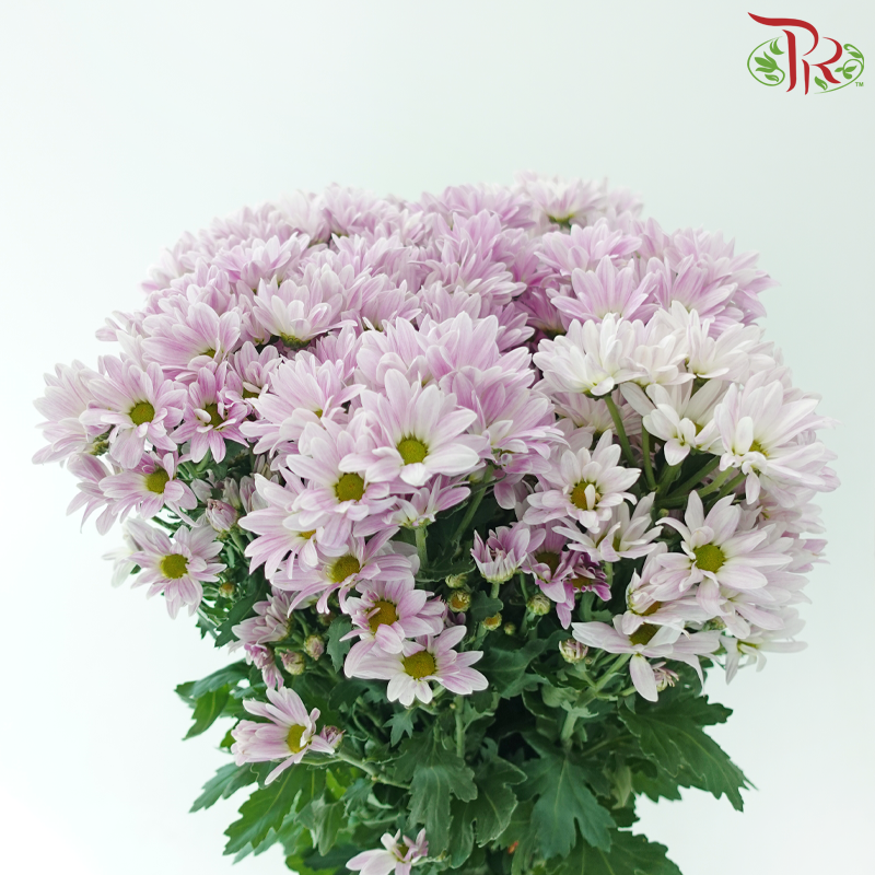 Chrysanthemum Pompom - Daisy Lilac With Green Heart (12 Stems)-Lilac-Malaysia-prflorist.com.my