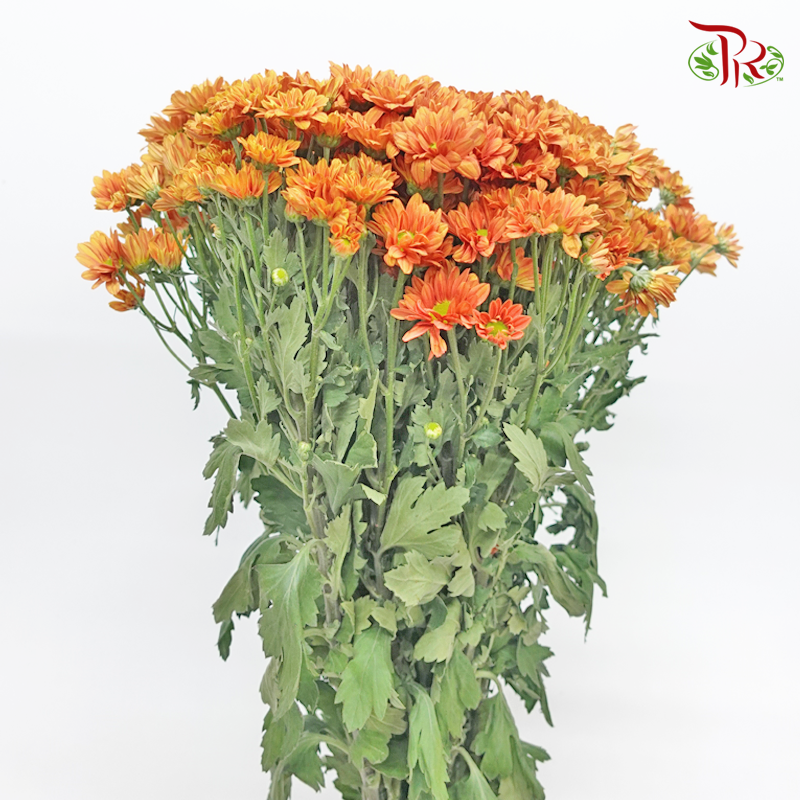 Chrysanthemum Pompom - Daisy Orange (12 Stems)-Orange-Malaysia-prflorist.com.my