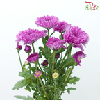 Chrysanthemum Pompom - Lollipop Purple (12 Stems)-Byzantine-Malaysia-prflorist.com.my