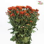 Chrysanthemum Pompom - Russet (12 Stems)-Russet-Malaysia-prflorist.com.my
