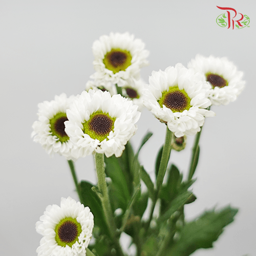 Chrysanthemum Pompom - Santini (Per Bunch)-White-China-prflorist.com.my