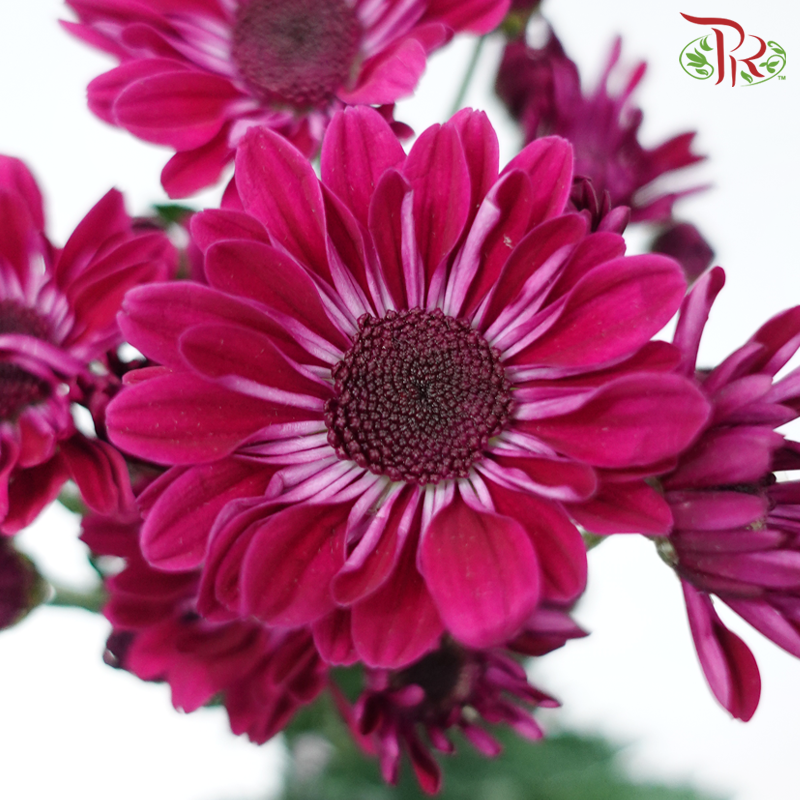 Chrysanthemum Pompom Stresa - Purple (12 Stems)-Purple-Malaysia-prflorist.com.my