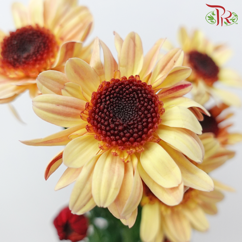 Chrysanthemum Pompom Stresa - Salmon (12 Stems)-Light Brown-Malaysia-prflorist.com.my