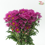 Chrysanthemum Pompom Symphony - Purple (12 Stems)-Purple-Malaysia-prflorist.com.my