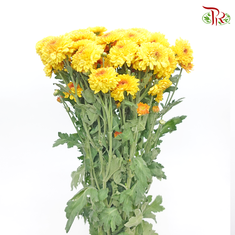 Chrysanthemum Pompom - Yellow (12 Stems)-Yellow-Malaysia-prflorist.com.my