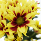 Chrysanthemum Pompom - Yellow Mix (12 Stems)-Yellow Mix-Malaysia-prflorist.com.my