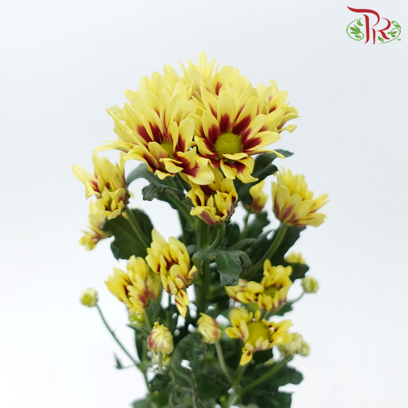 Chrysanthemum Pompom - Yellow Mix (12 Stems)-Yellow Mix-Malaysia-prflorist.com.my