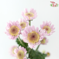 Chrysanthemum Spray - Pink (Per Bunch)-Pink-China-prflorist.com.my