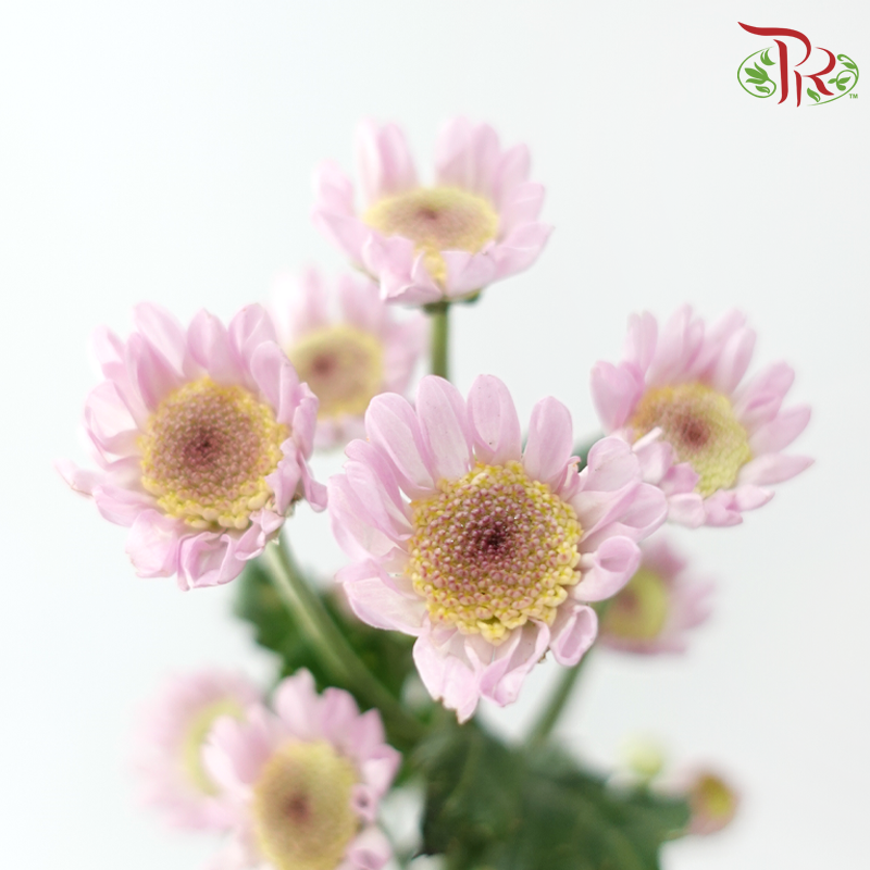 Chrysanthemum Spray - Pink (Per Bunch)-Pink-China-prflorist.com.my