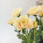 Chrysanthemum - Strawberry Sarah (9-10 Stems)-Peach-China-prflorist.com.my
