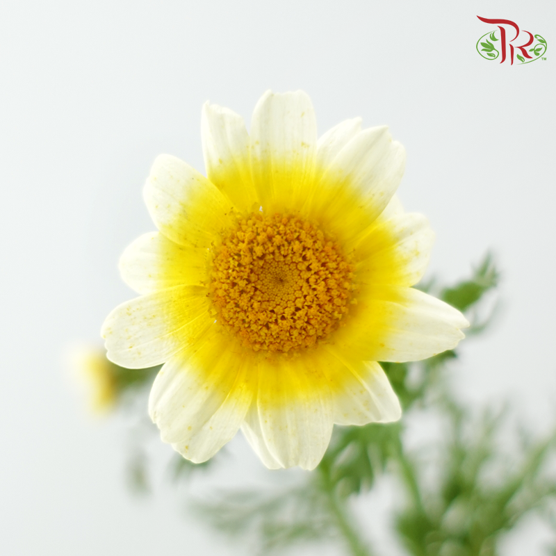 Chrysanthemum - Yellow (Per Bunch)-Yellow-China-prflorist.com.my