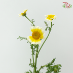 Chrysanthemum - Yellow (Per Bunch)-Yellow-China-prflorist.com.my