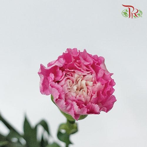 Carnation - Car Tonic Golem (19-20 Stems) - Pudu Ria Florist
