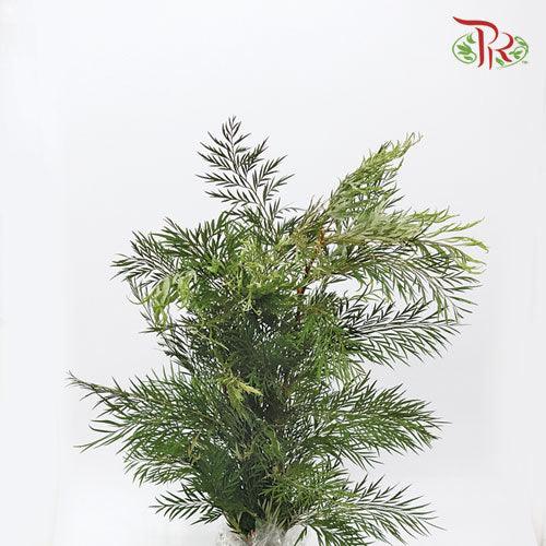 Cinnamomum Septentrionale - (3 Stems)-Import-prflorist.com.my