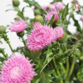 Cirsium Japonicum - Pink (Per Bunch)-Pink-China-prflorist.com.my