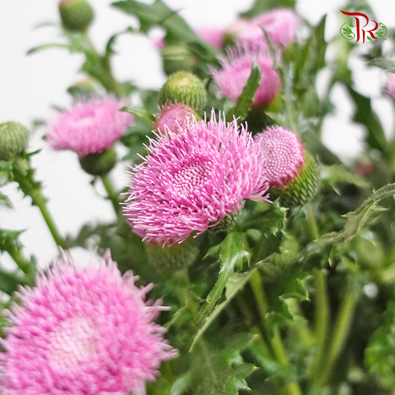 Cirsium Japonicum - Pink (Per Bunch)-Pink-China-prflorist.com.my